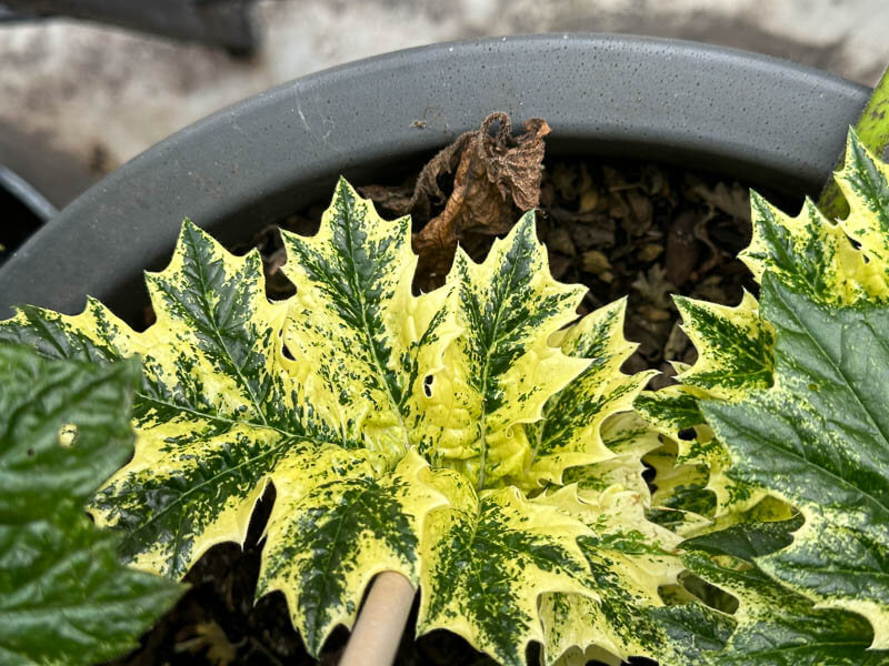 Acanthus mollis ‘Tasmanian Angel’ en hiver sur mon balcon parisien, Paris 19e (75)