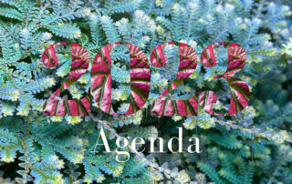 Agenda 2023, Selaginella uncinate, Begonia brevirimosa