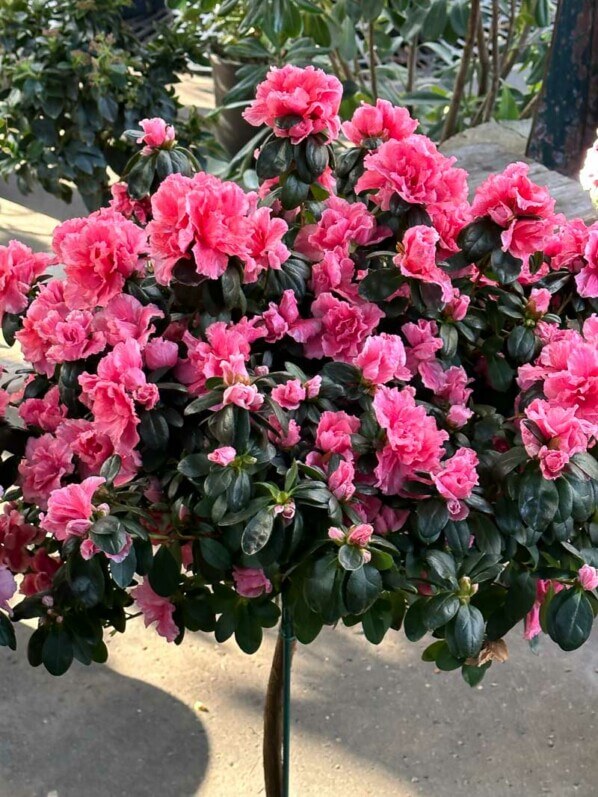 Azalée des fleuristes, Rhododendron simsii, plante d'intérieur, Marché aux fleurs, Paris 4e (75)