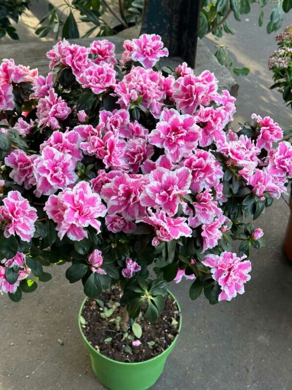 Azalée des fleuristes, Rhododendron simsii, plante d'intérieur, Marché aux fleurs, Paris 4e (75)