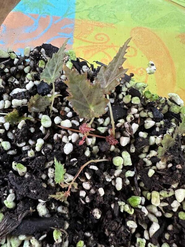 Begonia dodsonii, Bégoniacées, plante d'intérieur, terrarium, Paris 19e (75)