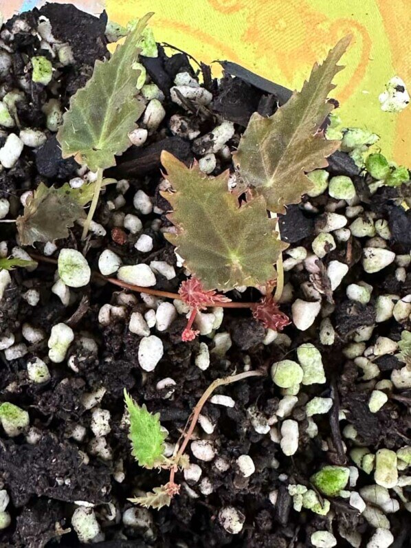 Begonia dodsonii, Bégoniacées, plante d'intérieur, terrarium, Paris 19e (75)