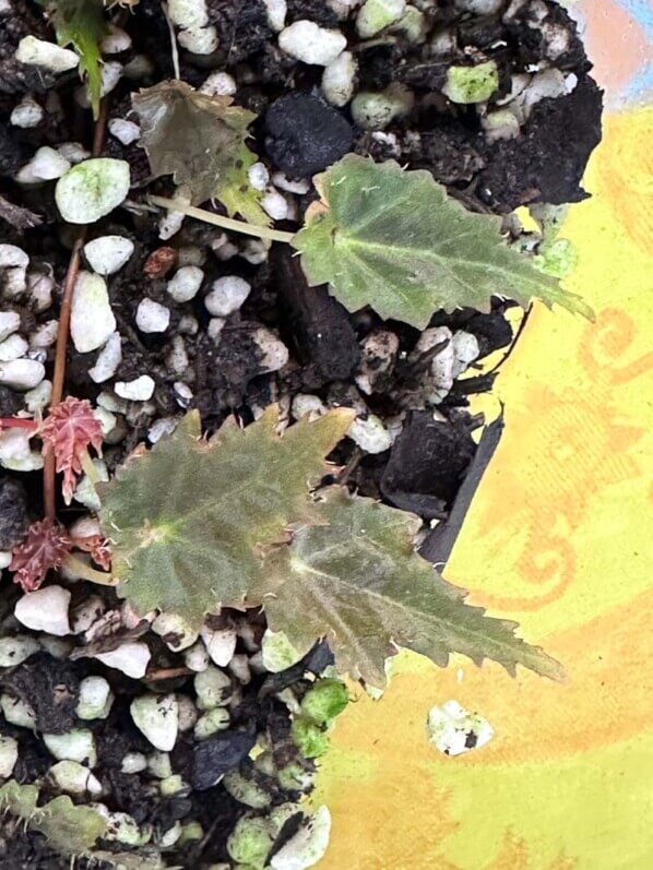 Begonia dodsonii, Bégoniacées, plante d'intérieur, terrarium, Paris 19e (75)