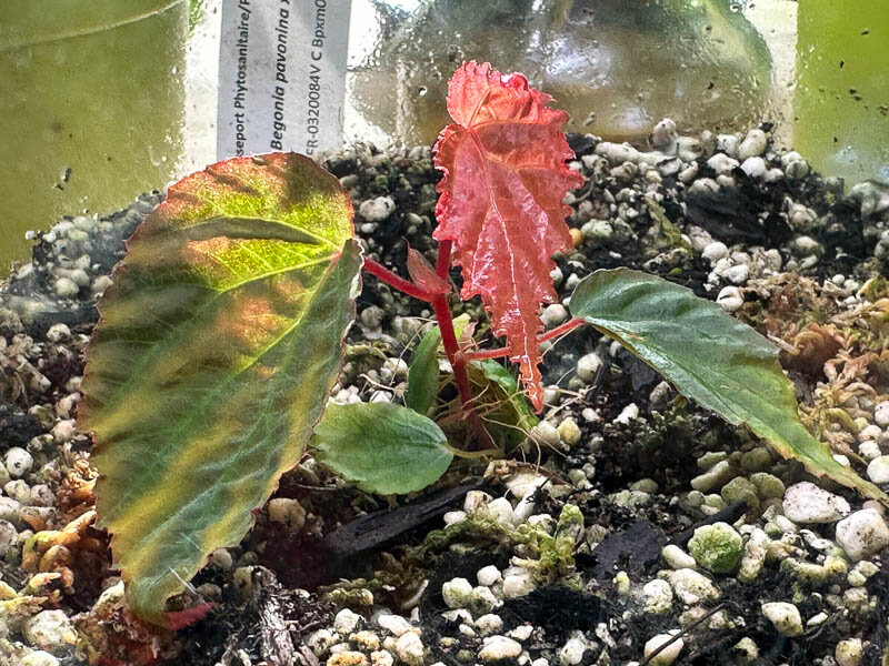 Begonia pavonina x metallicolor, plante d'intérieur, terrarium, Paris 19e (75)