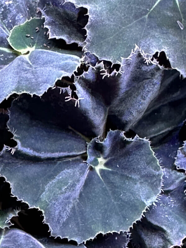 Bégonia rhizomateux hybride à feuillage noir, plante d'intérieur, terrarium, Paris 19e (75)
