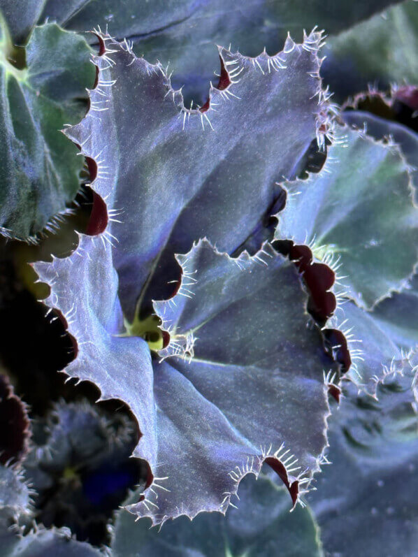 Bégonia rhizomateux hybride à feuillage noir, plante d'intérieur, terrarium, Paris 19e (75)