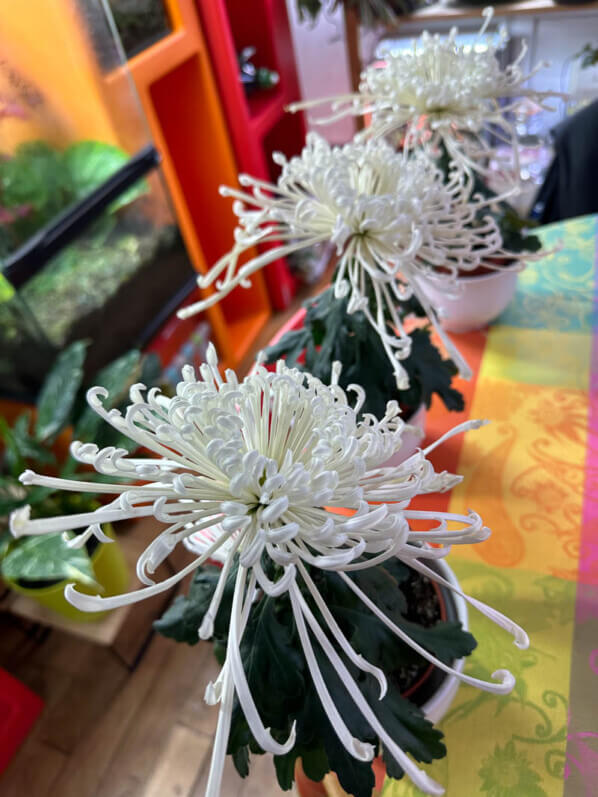 Potées de chrysanthème 'Tokyo', plante d'intérieur, Paris 19e (75)