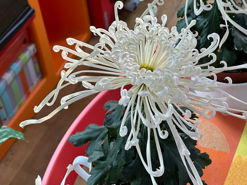 Potée de chrysanthème 'Tokyo', plante d'intérieur, Paris 19e (75)