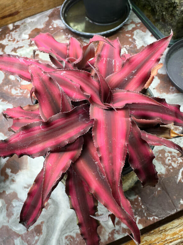 Cryptanthus 'Pineapple Star', Broméliacées, plante d'intérieur, Paris 19e (75)