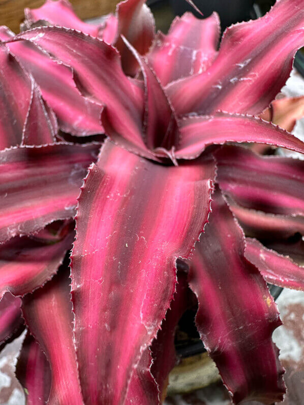 Cryptanthus 'Pineapple Star', Broméliacées, plante d'intérieur, Paris 19e (75)