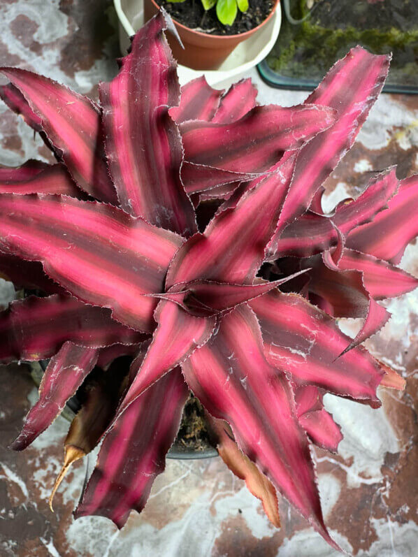 Cryptanthus 'Pineapple Star', Broméliacées, plante d'intérieur, Paris 19e (75)