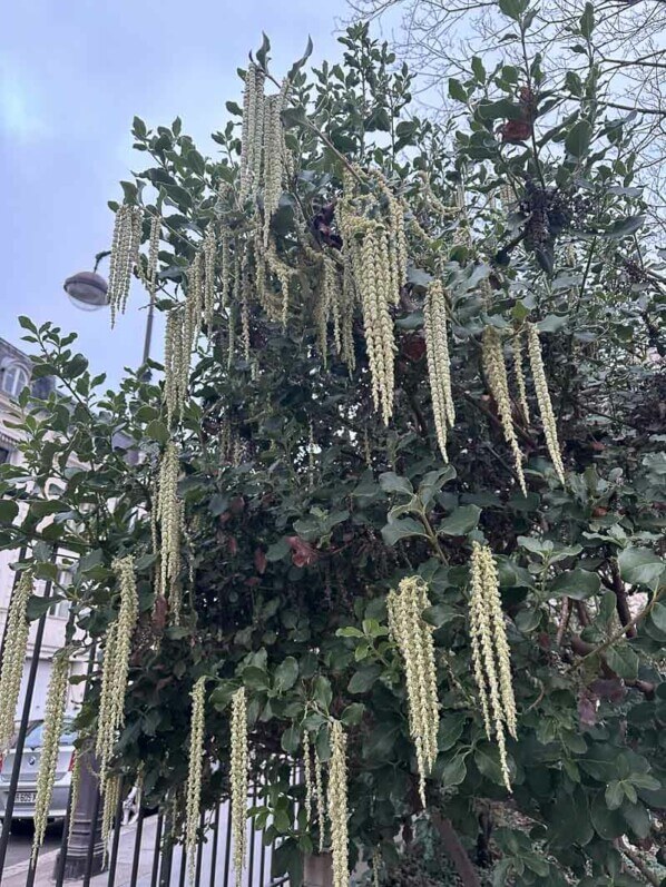 Garrya elliptica en hiver dans le parc de Passy, Paris 19e (75)