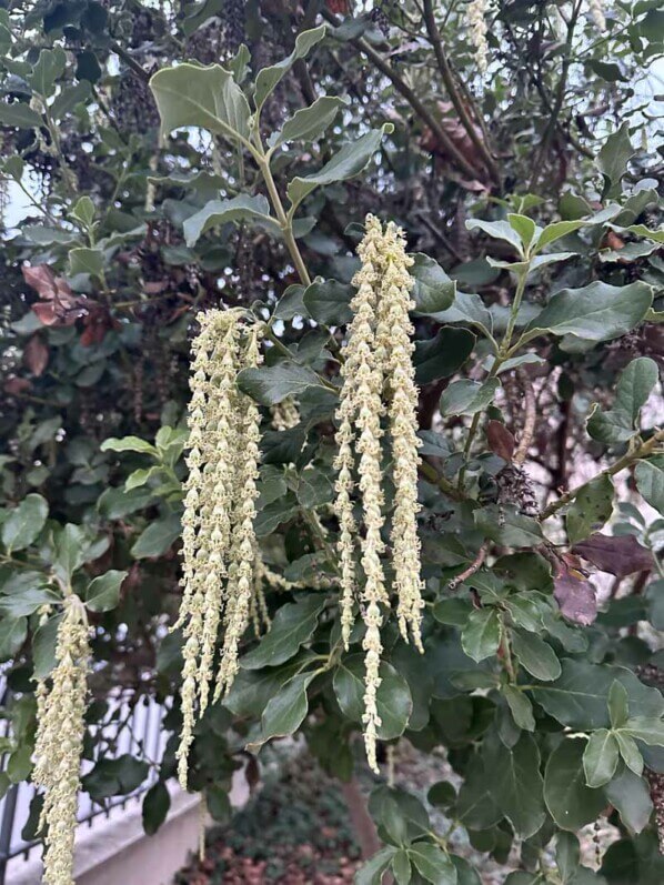 Garrya elliptica en hiver dans le parc de Passy, Paris 19e (75)