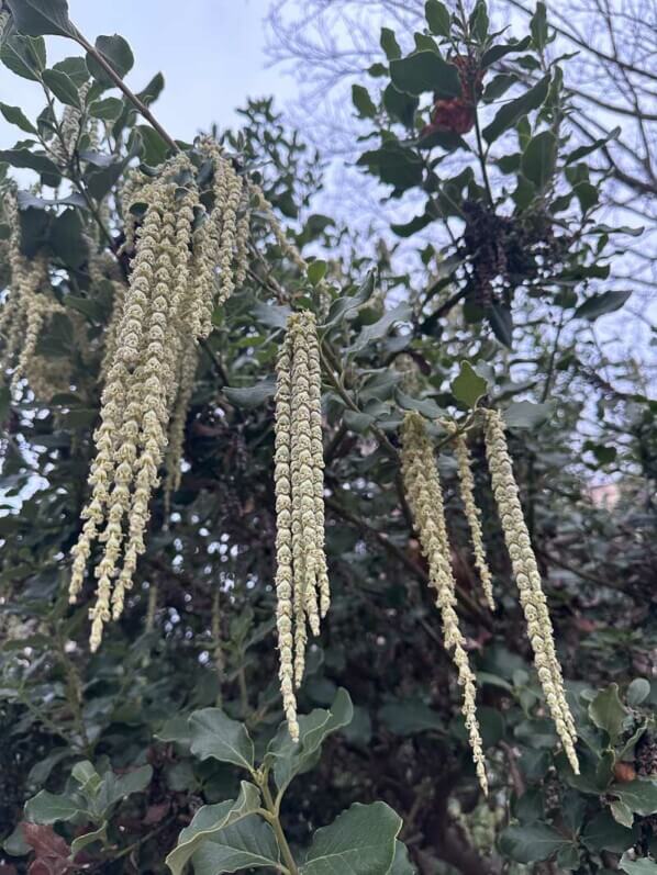 Garrya elliptica en hiver dans le parc de Passy, Paris 19e (75)