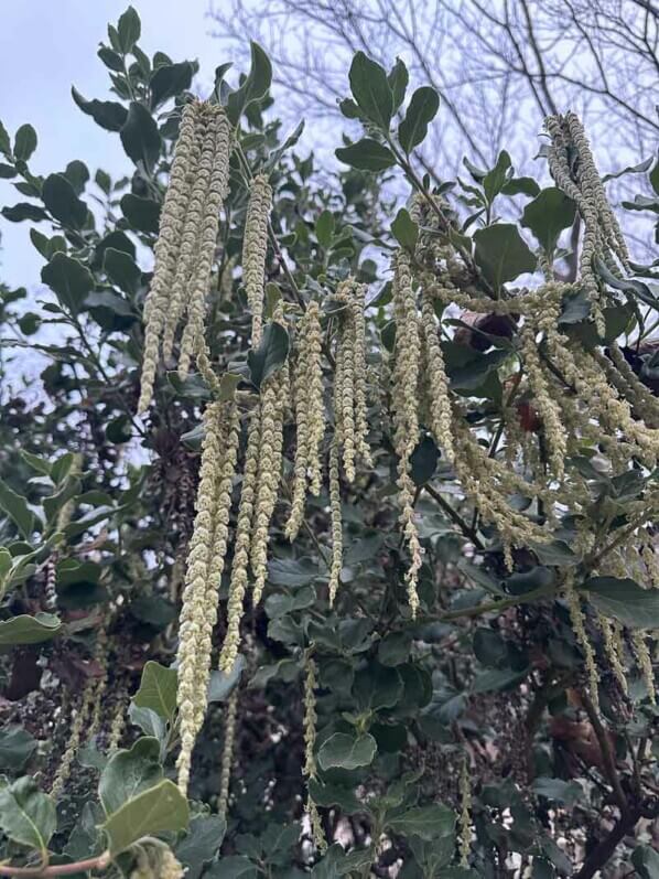 Garrya elliptica en hiver dans le parc de Passy, Paris 19e (75)