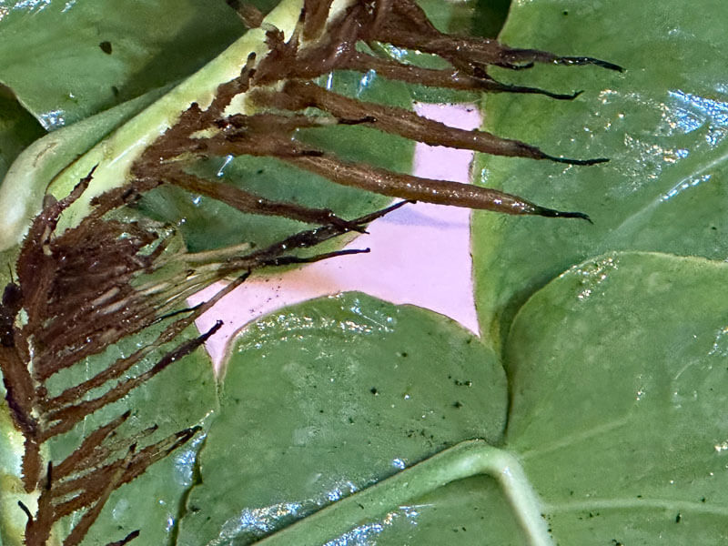 Monstera dubia, Araceae, plante d'intérieur, Paris 19e (75)