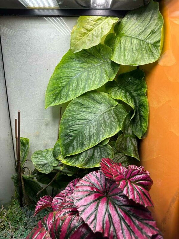 Monstera dubia, Araceae, terrarium, plante d'intérieur, Paris 19e (75)