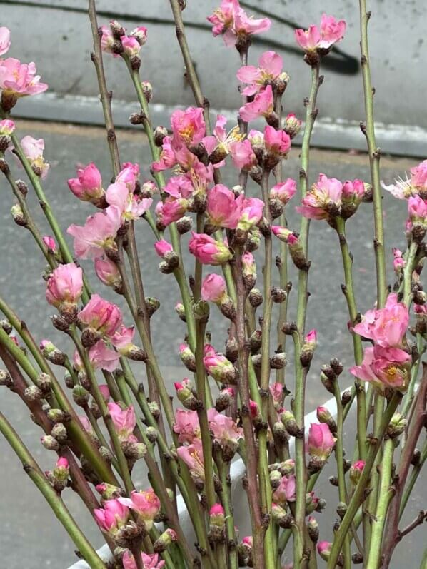 Bouquet de cerisier à fleurs, nouvel an chinois, Tang frères, avenue de Choisy, Paris 13e (75)