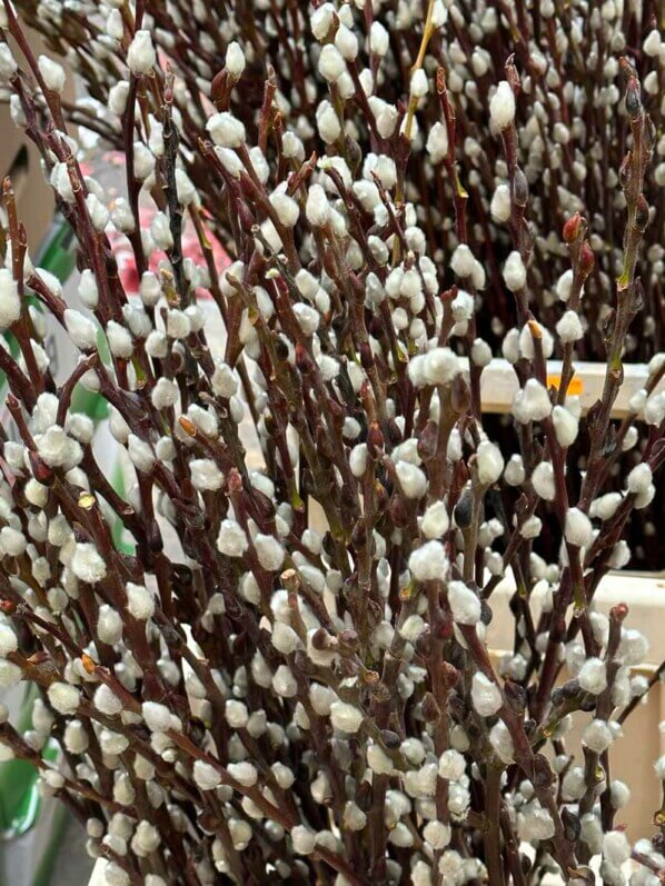 Bouquet de rameaux de saule avec des chatons, nouvel an chinois, Tang frères, avenue de Choisy, Paris 13e (75)