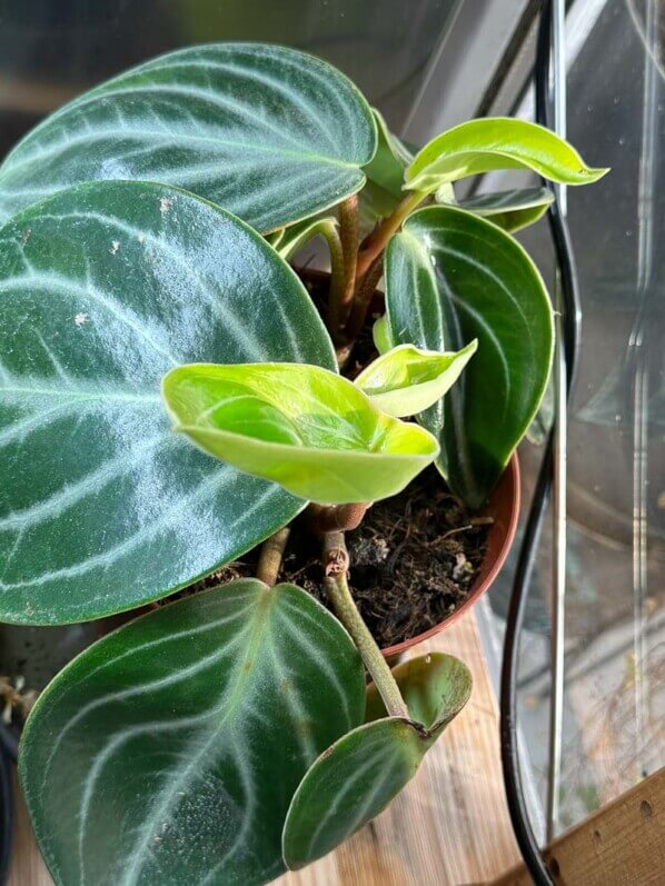 Peperomia sarcophylla, plante d'intérieur, Paris 19e (75)