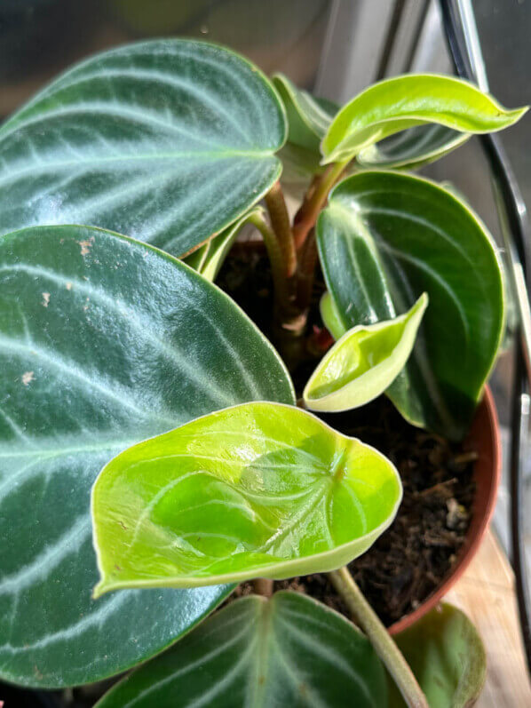 Peperomia sarcophylla, plante d'intérieur, Paris 19e (75)