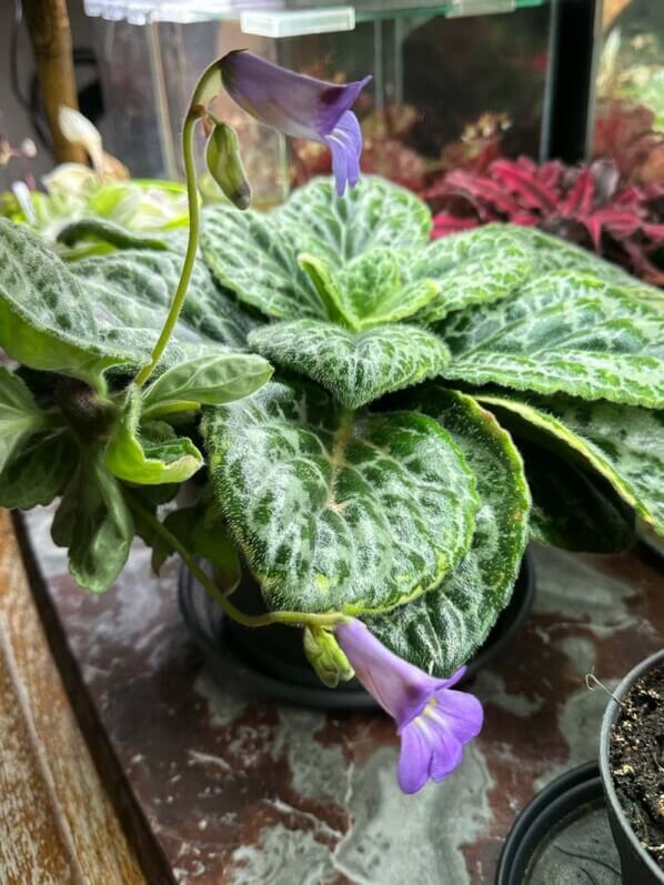 Primulina (Streptocarpus) 'Pretty Turtle', Gesnériacées, plante d'intérieur, Paris 19e (75)