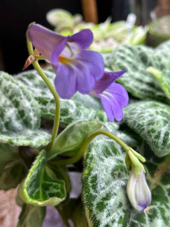 Primulina (Streptocarpus) 'Pretty Turtle', Gesnériacées, plante d'intérieur, Paris 19e (75)