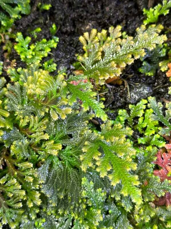 Sélaginelle, Selaginella sp., plante d'intérieur, terrarium, Paris 19e (75)