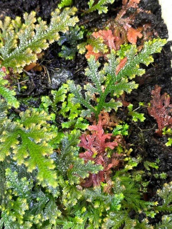 Sélaginelle, Selaginella sp., plante d'intérieur, terrarium, Paris 19e (75)