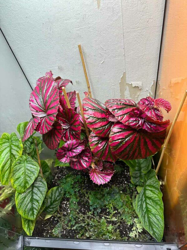 Begonia brevirimosa, Monstera dubia et Selaginella uncinata, plantes d'intérieur, terrarium, Paris 19e (75)