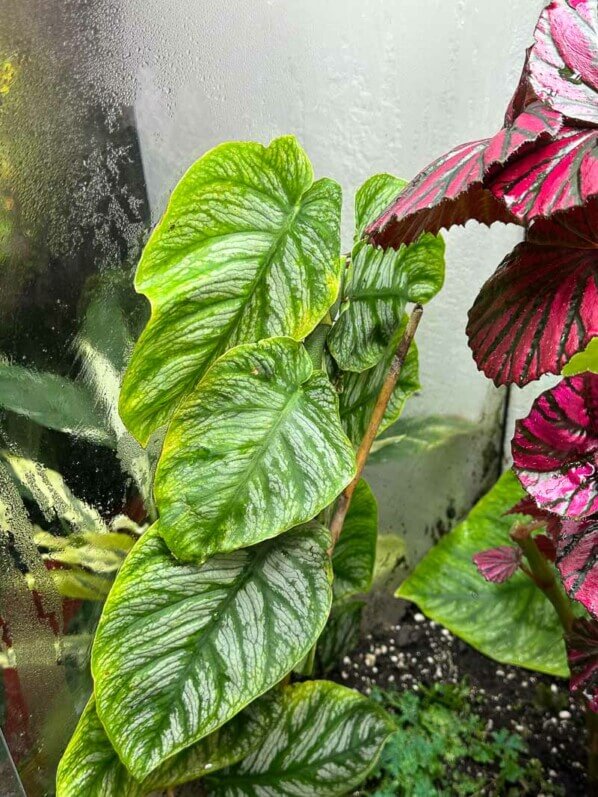 Begonia brevirimosa, Monstera dubia et Selaginella uncinata, plantes d'intérieur, terrarium, Paris 19e (75)