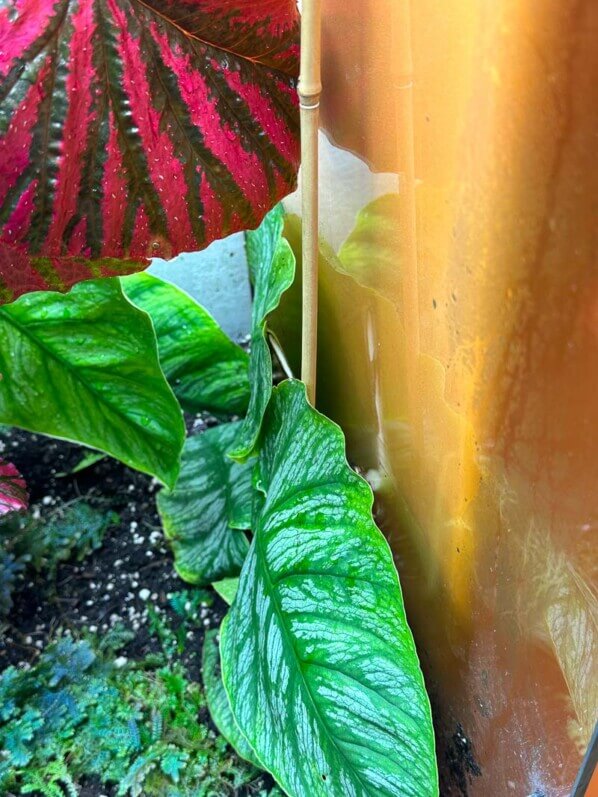 Begonia brevirimosa, Monstera dubia et Selaginella uncinata, plantes d'intérieur, terrarium, Paris 19e (75)