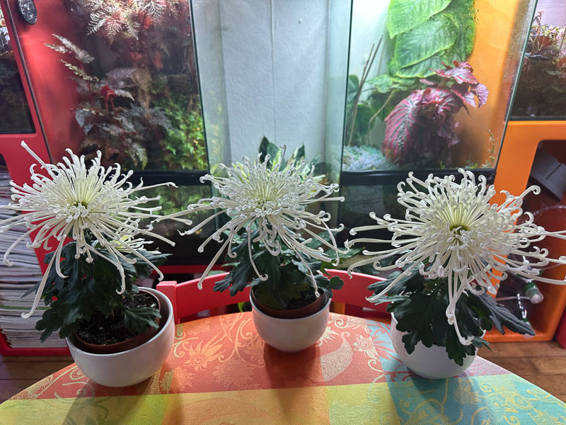 Chrysanthèmes 'Tokyo', Astéracées, plante d'intérieur, Paris 19e (75)