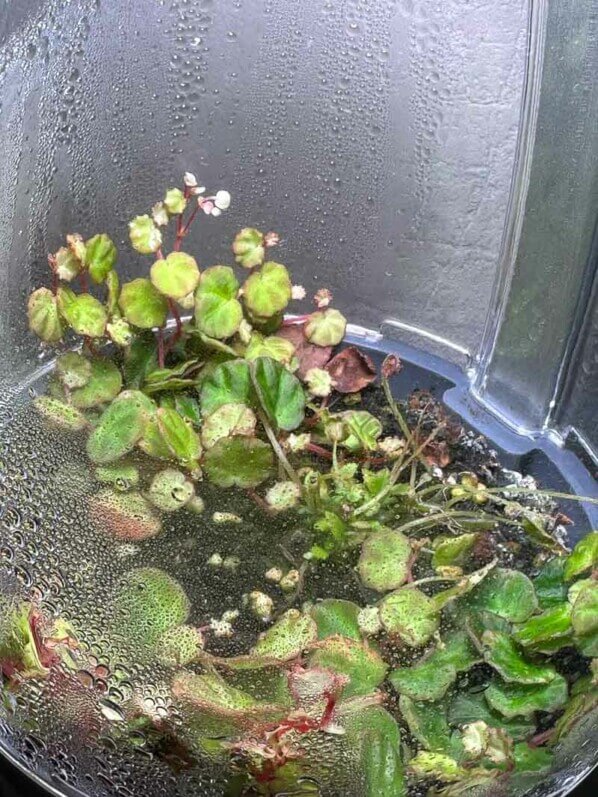 Lire la suite à propos de l’article Les bégonias poussent à vue d’oeil dans leur mini terrarium oeuf Chihiros