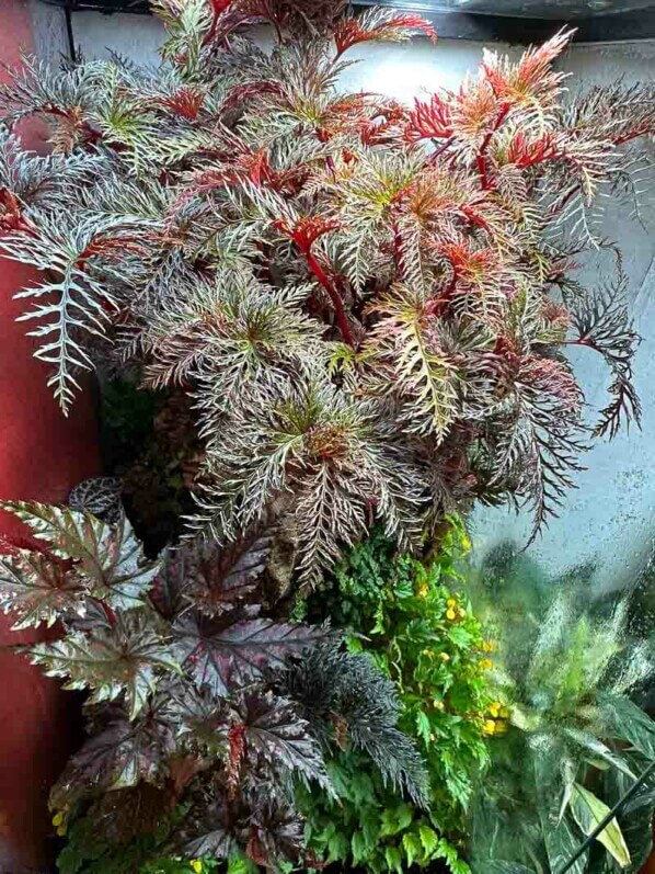 Lire la suite à propos de l’article Trio de bégonias exubérants dans un de mes grands terrariums