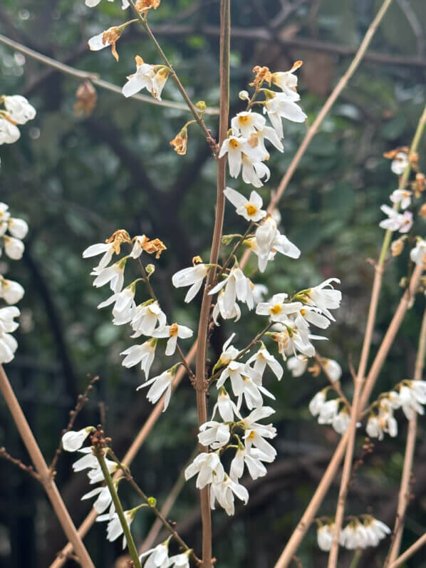 Lire la suite à propos de l’article La délicate floraison du forsythia blanc de Corée (Abeliophyllum distichum)