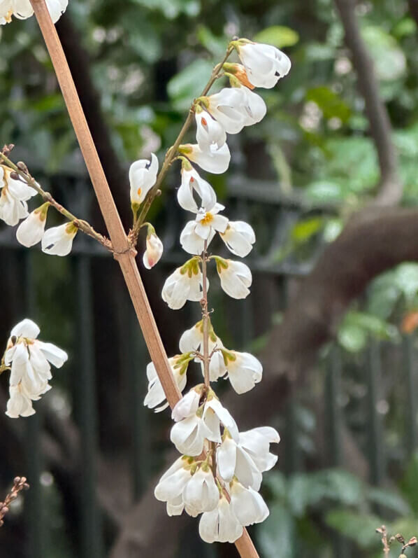 Abeliophyllum distichum, en hiver dans le parc Gustave Eiffel, Levallois (92)