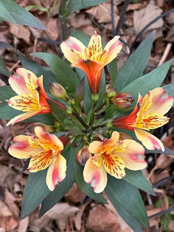 Alstroemère fleuri en hiver, Levallois (92)