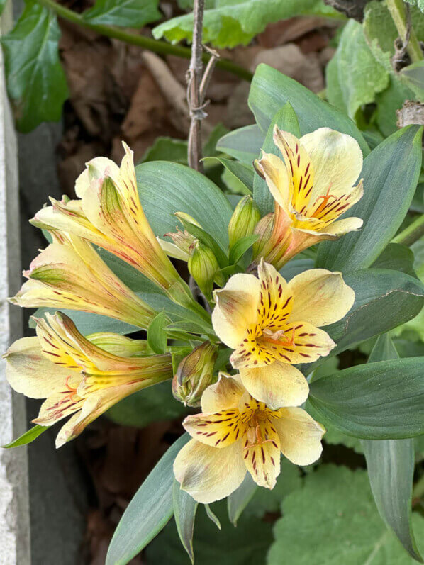 Alstroemère fleuri en hiver, Levallois (92)