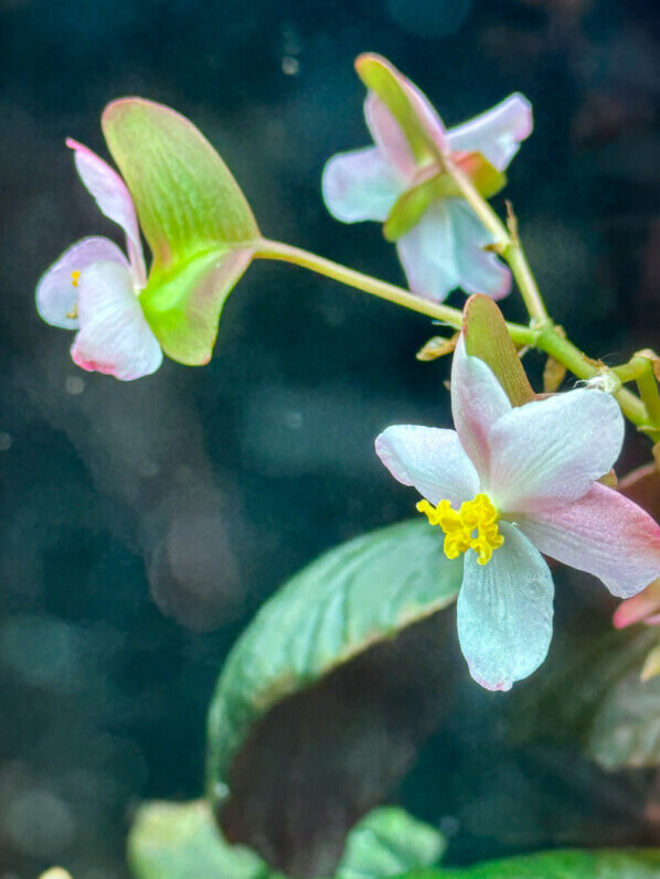 Begonia pavonina en fleur, plante d'intérieur, terrarium, Paris 19e (75)