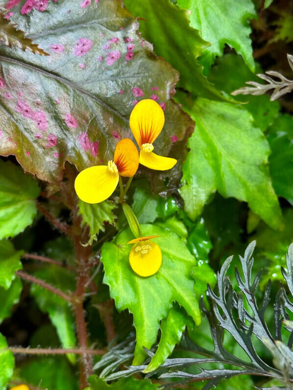 Begonia prismatocarpa, plante d'intérieur, terrarium, Paris 19e (75)