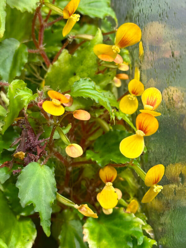 Begonia prismatocarpa, plante d'intérieur, terrarium, Paris 19e (75)