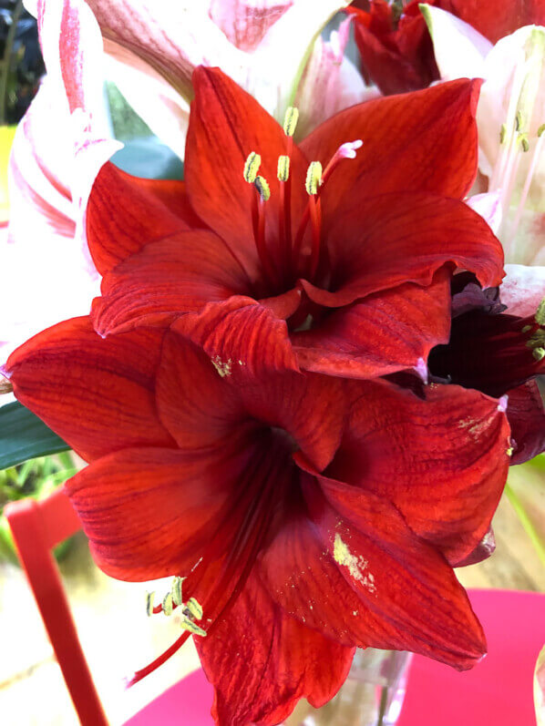 Bouquet d'amaryllis, fleurs coupées, Paris 19e (75)