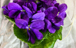 Bouquet de violettes, fleurs coupées, Paris 19e (75)