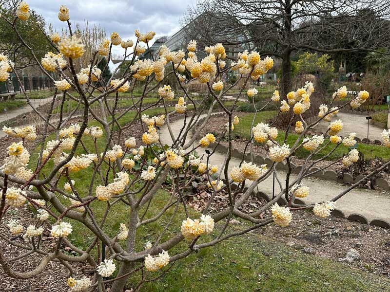 Edgeworthia chrysantha fleuri en hiver dans le Jardin des plantes, Paris 5e (75)