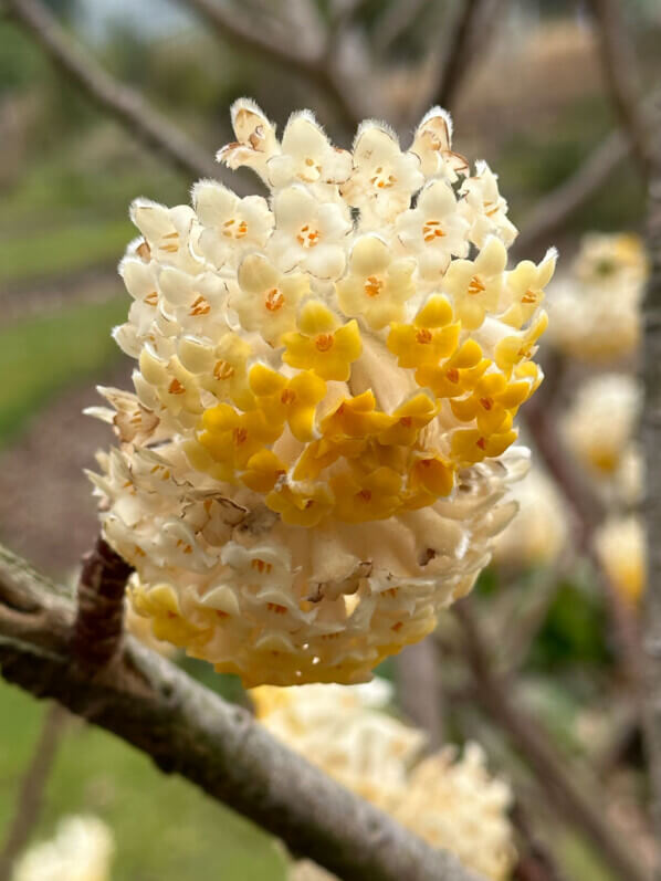 Edgeworthia chrysantha fleuri en hiver dans le Jardin des plantes, Paris 5e (75)