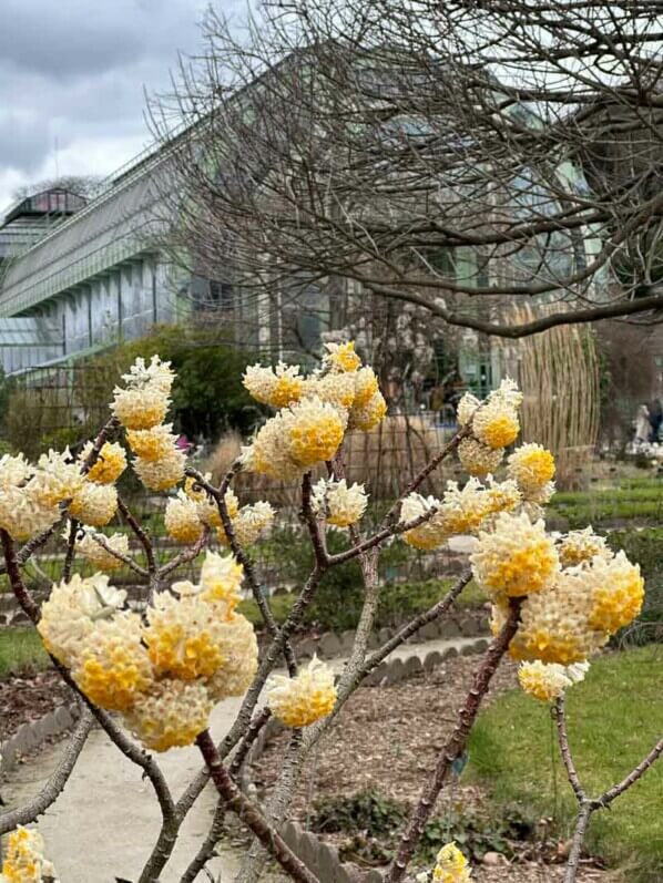 Edgeworthia chrysantha fleuri en hiver dans le Jardin des plantes, Paris 5e (75)