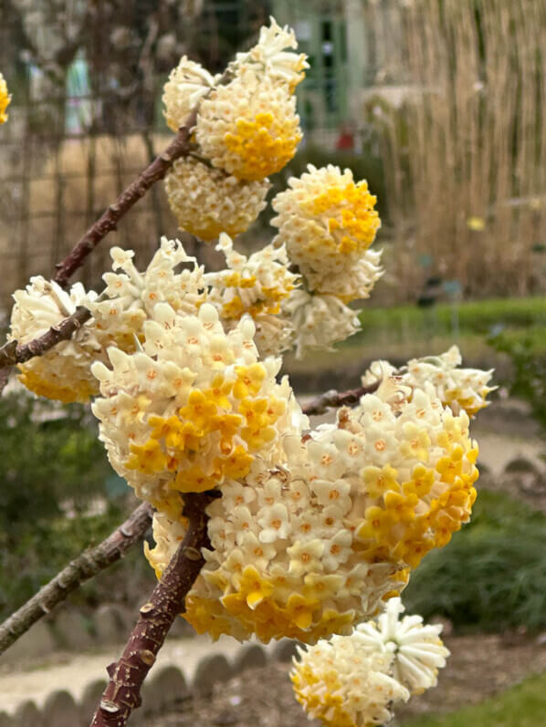 Edgeworthia chrysantha fleuri en hiver dans le Jardin des plantes, Paris 5e (75)