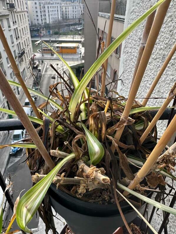 Potée de chlorophytum gelé en hiver sur mon balcon, Paris 19e (75)