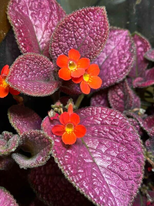 Lire la suite à propos de l’article Petit bouquet de fleurs de l’Episcia ‘Strawberry Mist’